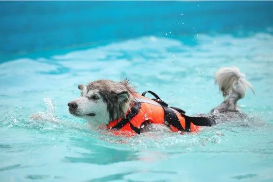 Dog Life Jacket Floatation Device