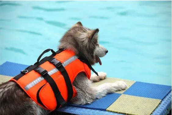 Dog Life Jacket Floatation Device